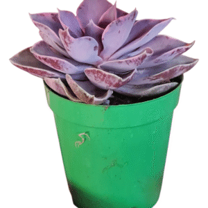 Suculenta Echeveria Rainbow Monster