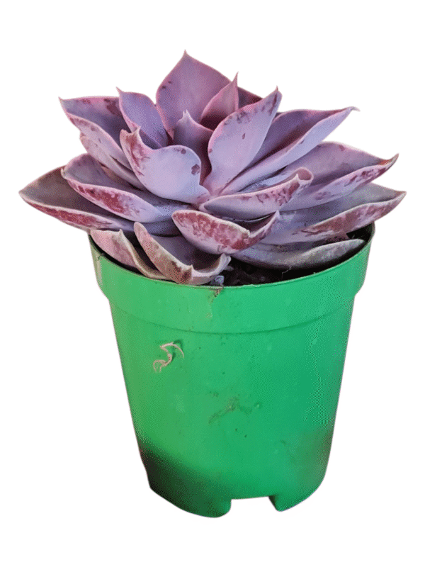 Suculenta Echeveria Rainbow Monster - Imagem 2