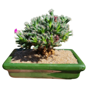 Suculenta Trichodiadema Densum – Bonsai + cerâmica