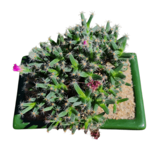 Suculenta Trichodiadema Densum – Bonsai + cerâmica