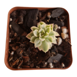 Suculenta Echeveria Mebina Variegata