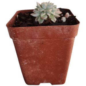 Suculenta Echeveria Mebina Variegata