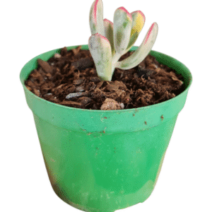 Suculenta Cotyledon Flanagani Variegata