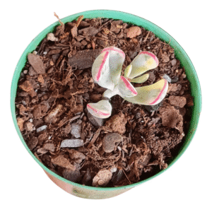 Suculenta Cotyledon Flanagani Variegata