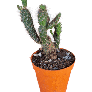 Cylindropuntia Fulgida – Rabo de Dragão