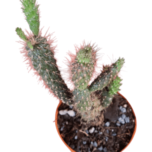 Cylindropuntia Fulgida – Rabo de Dragão