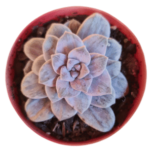 Suculenta Echeveria Silverbum Variegata – Pote 11
