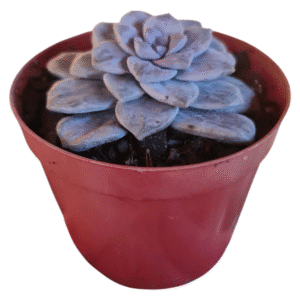 Suculenta Echeveria Silverbum Variegata – Pote 11