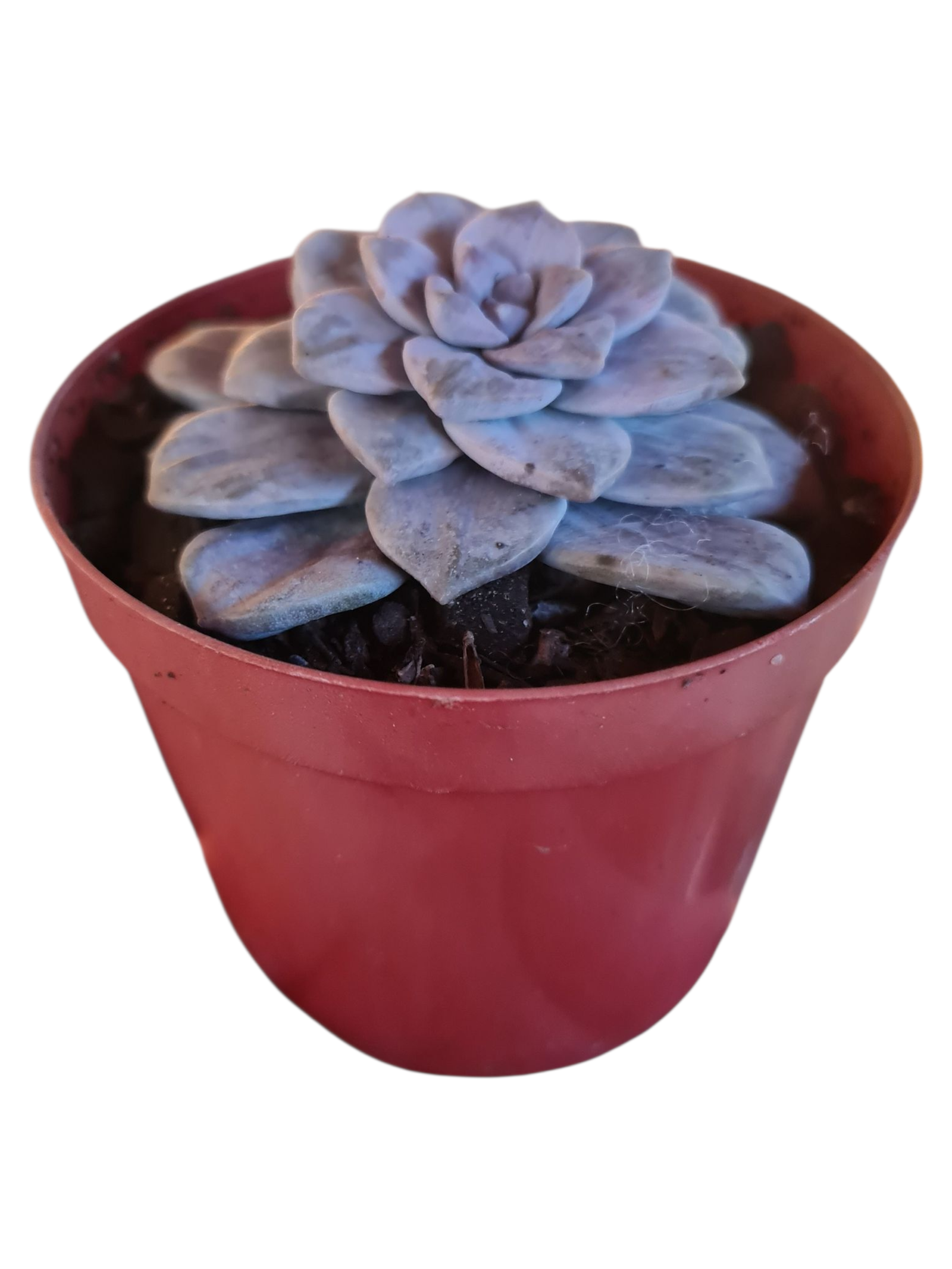 Suculenta Echeveria Silverbum Variegata - Pote 11 4 Suculenta Echeveria Silverbum Variegata - Pote 11 - Imagem 2