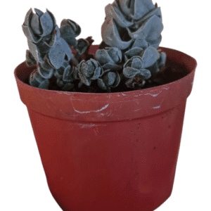 Suculenta Crassula Ivory Pagoda