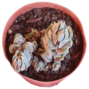Suculenta Crassula Ivory Pagoda