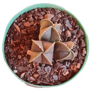 Astrophytum Nudum V. Quadricostatum – tricéfalo