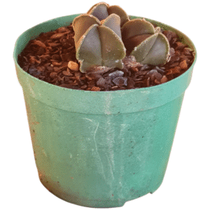 Astrophytum Nudum V. Quadricostatum – tricéfalo