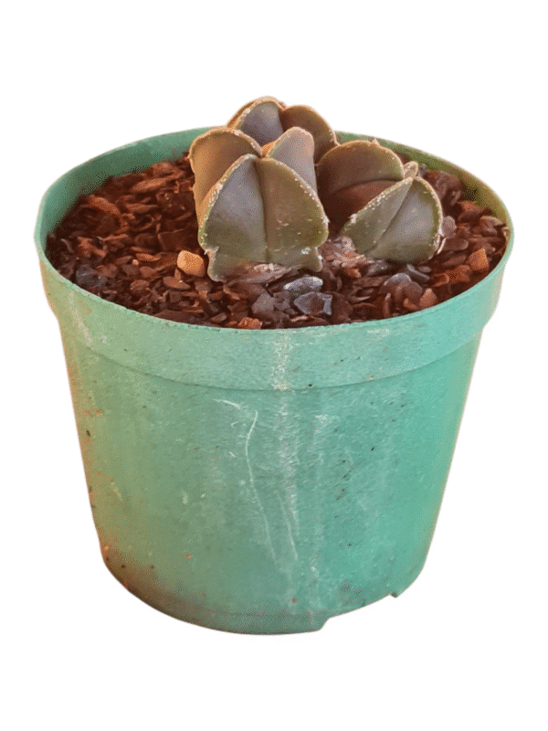 Astrophytum Nudum V. Quadricostatum - tricéfalo - Imagem 2