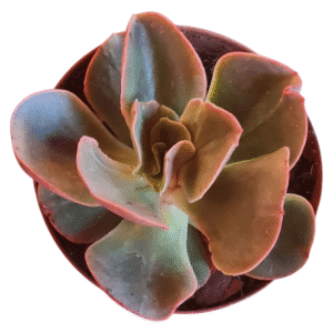 Suculenta Echeveria Kakurei – Pote 11