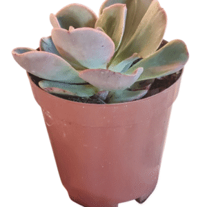 Suculenta Echeveria Kakurei – Pote 11