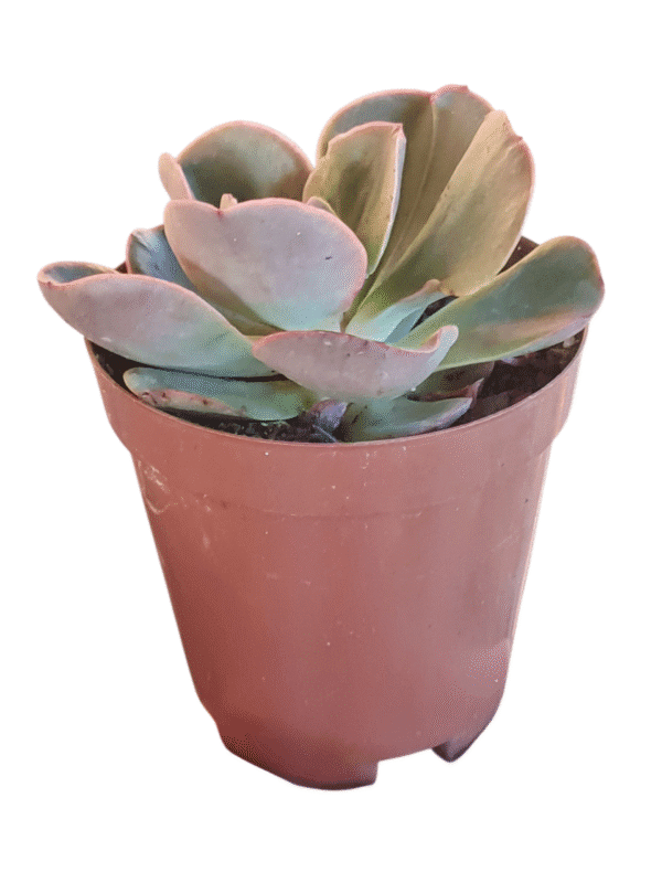 Suculenta Echeveria Kakurei - Pote 11 - Imagem 2