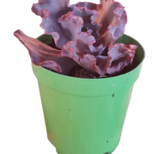 Suculenta Gibbiflora Chocolate Ruffles – Pote 11