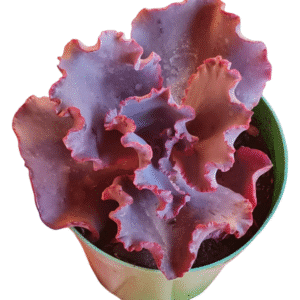 Suculenta Gibbiflora Chocolate Ruffles – Pote 11