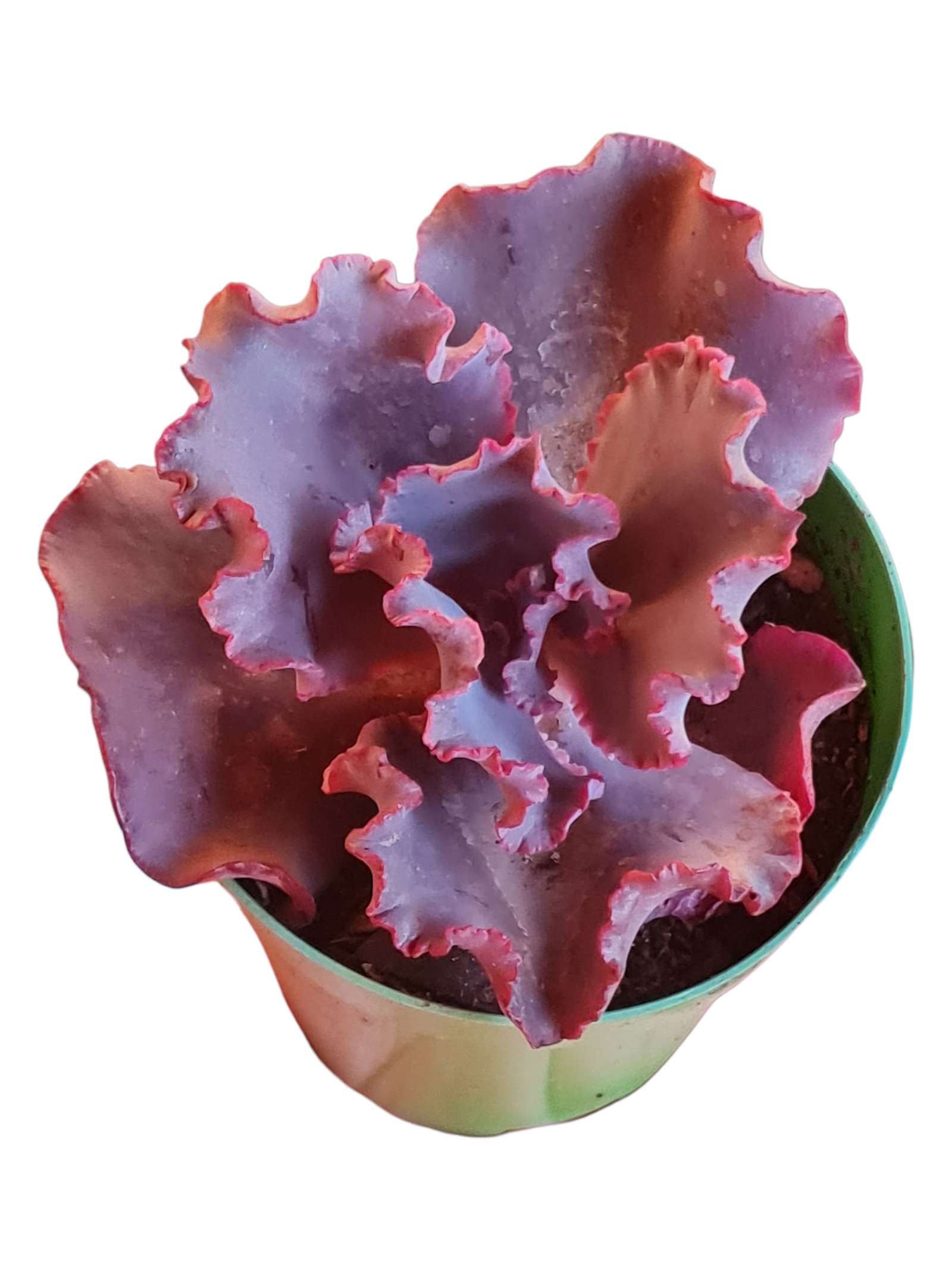 Suculenta Gibbiflora Chocolate Ruffles - Pote 11 2 1000772068