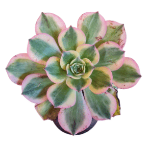 Suculenta Aeonium Sunburst – Pote 11