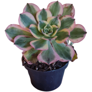 Suculenta Aeonium Sunburst – Pote 11