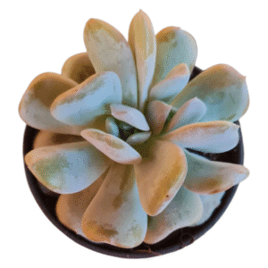 Suculenta Echeveria Exotic