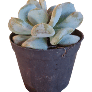 Suculenta Echeveria Exotic