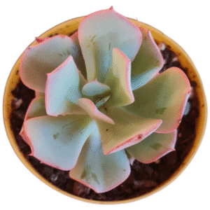 Suculenta Echeveria Alex