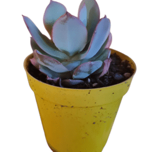 Suculenta Echeveria Alex