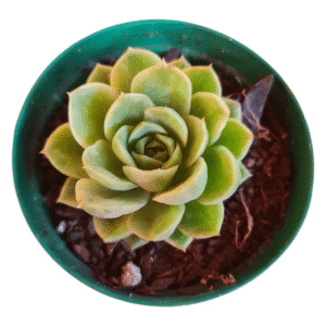 Suculenta Echeveria Lime N’Chile Variegata