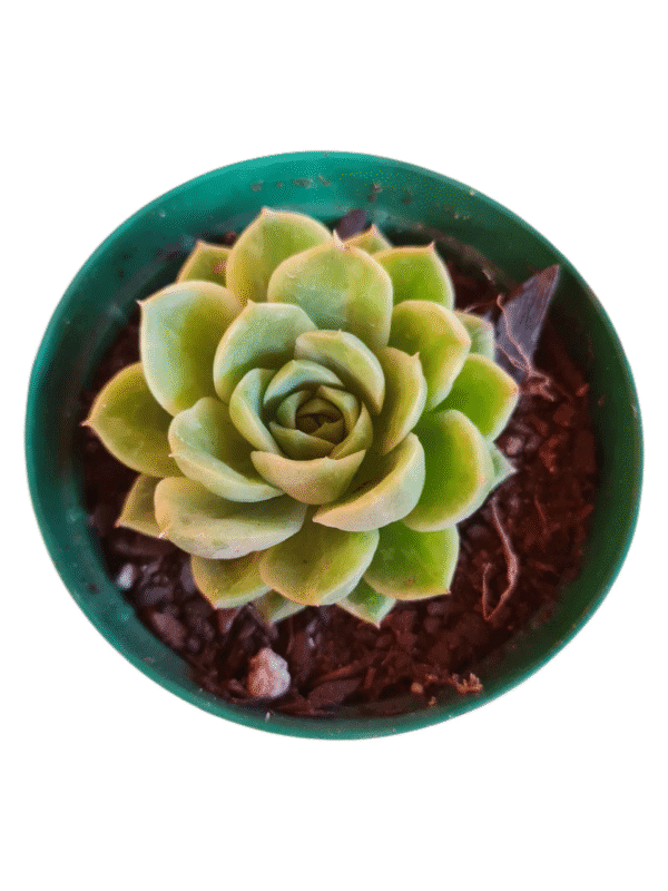 Suculenta Echeveria Lime N'Chile Variegata