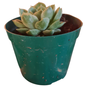 Suculenta Echeveria Lime N’Chile Variegata