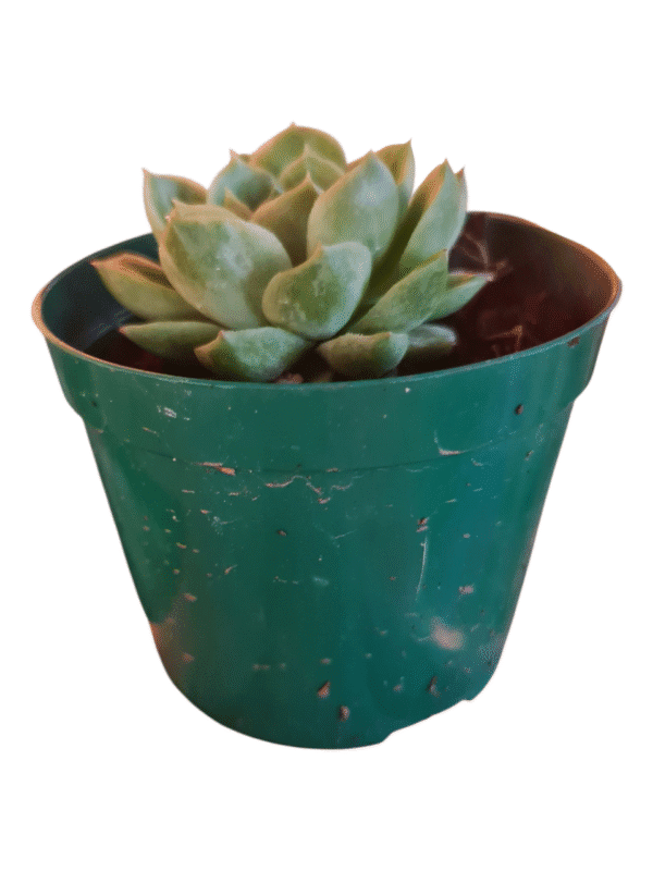 Suculenta Echeveria Lime N'Chile Variegata - Imagem 2
