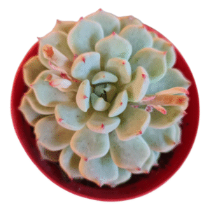 Suculenta Echeveria Mexensis Zaragosa