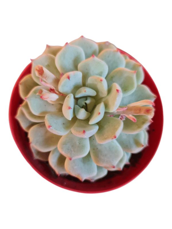 Suculenta Echeveria Mexensis Zaragosa