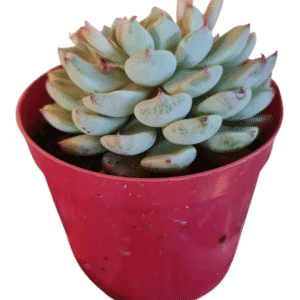 Suculenta Echeveria Mexensis Zaragosa