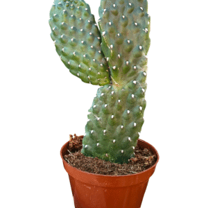 Cacto Opuntia Consolea Rubscens – Cactos Cowboy