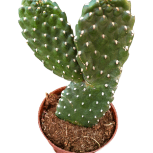 Cacto Opuntia Consolea Rubscens – Cactos Cowboy