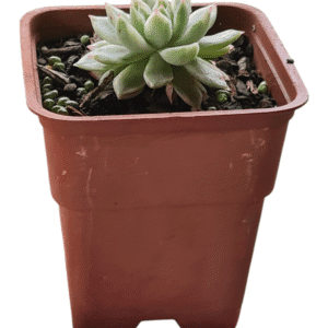 Suculenta Echeveria Mebina Variegata