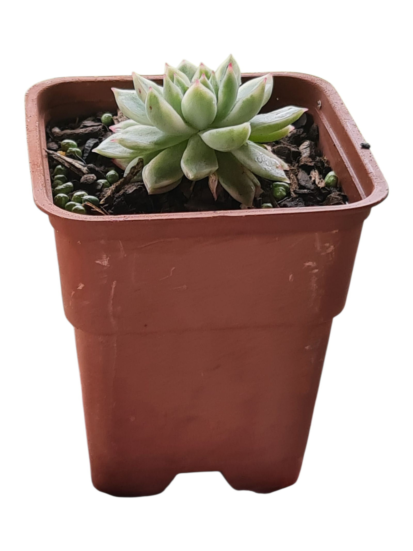 Suculenta Echeveria Mebina Variegata 4 Suculenta Echeveria Mebina Variegata - Imagem 2