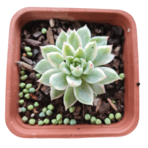 Suculenta Echeveria Mebina Variegata