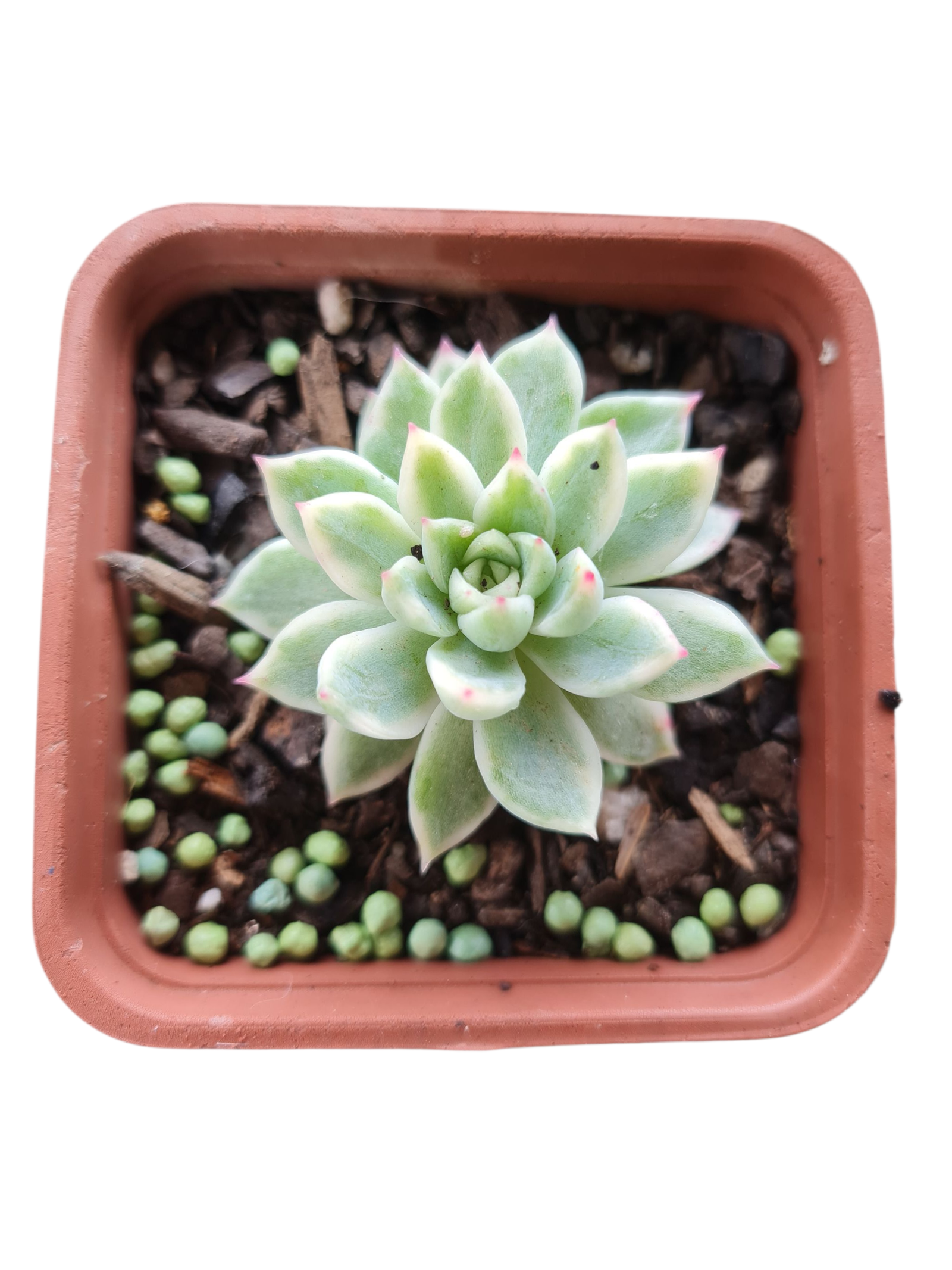 Suculenta Echeveria Mebina Variegata 3 Suculenta Echeveria Mebina Variegata