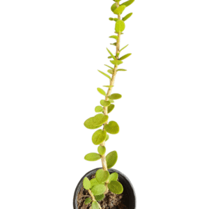 Flor de cera – Hoya