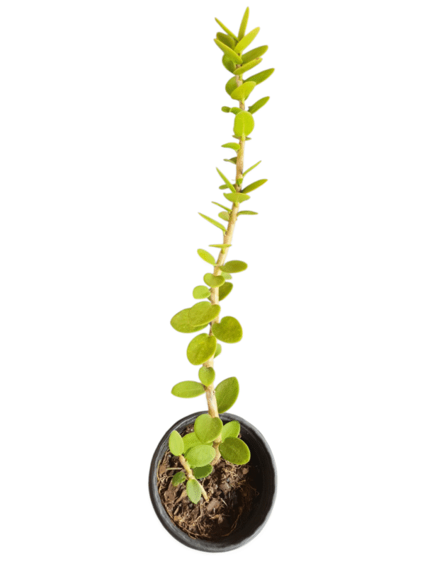 Flor de cera - Hoya