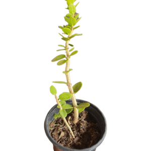 Flor de cera – Hoya