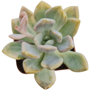 Suculenta Echeveria Lavander Variegata