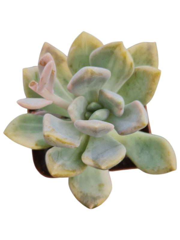 Suculenta Echeveria Lavander Variegata