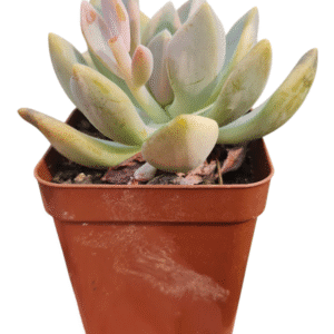 Suculenta Echeveria Lavander Variegata