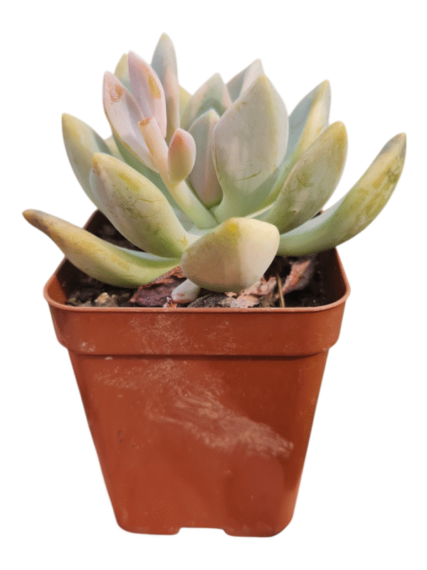 Suculenta Echeveria Lavander Variegata - Imagem 2